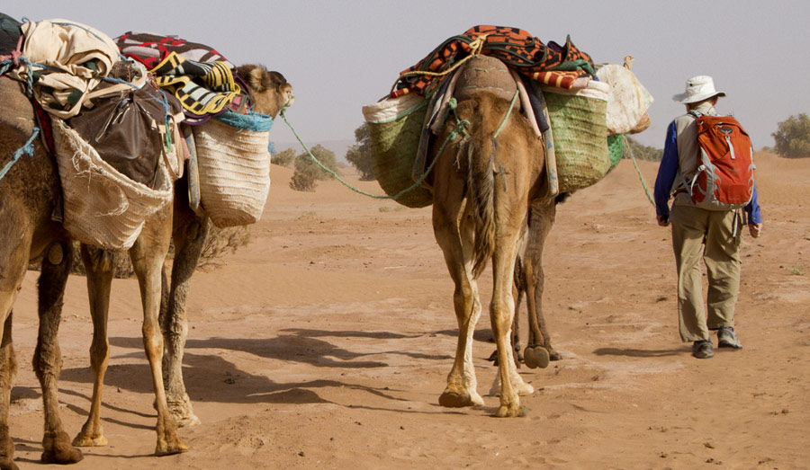 Animal south: Camels Store Water In Their Humps